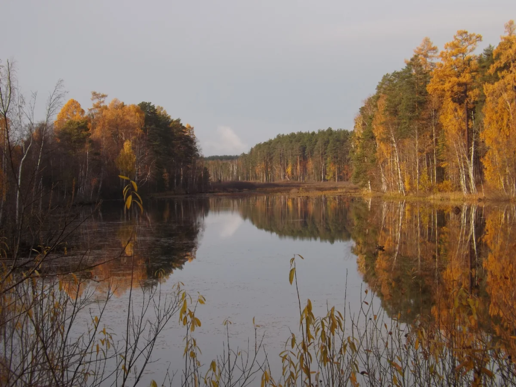 Палкинский Торфяник