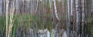 Каракульмяк