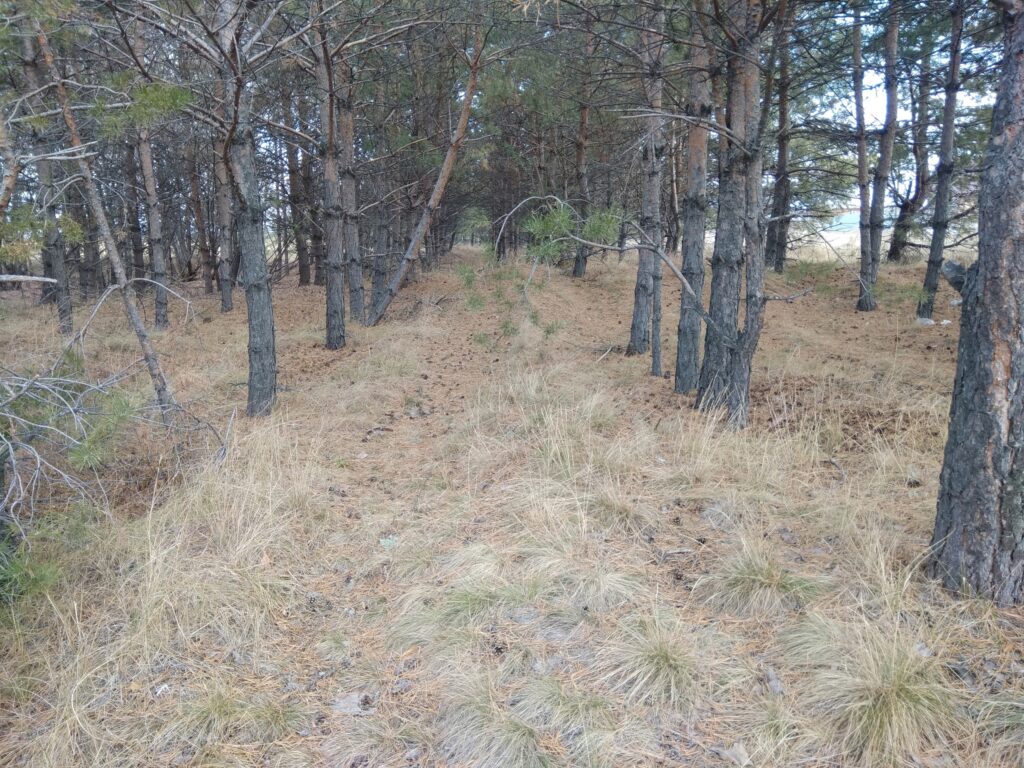 Харино